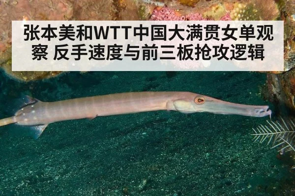 张本美和WTT中国大满贯女单观察 反手速度与前三板抢攻逻辑